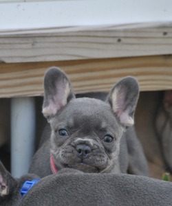 blue and tan fluffy carrier