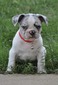 pied blue merle fluffy carrier